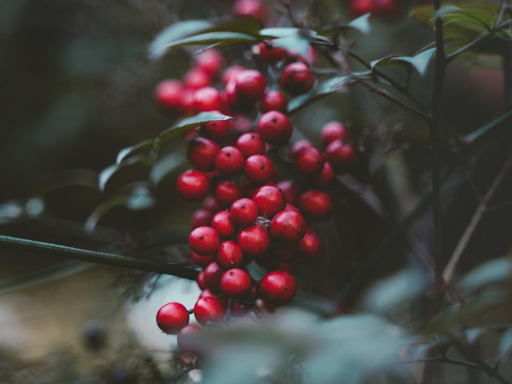 red cherries fruit