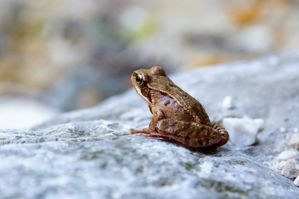 closeup photography of frog on stone