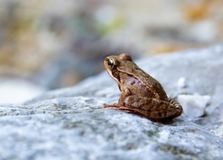 closeup photography of frog on stone