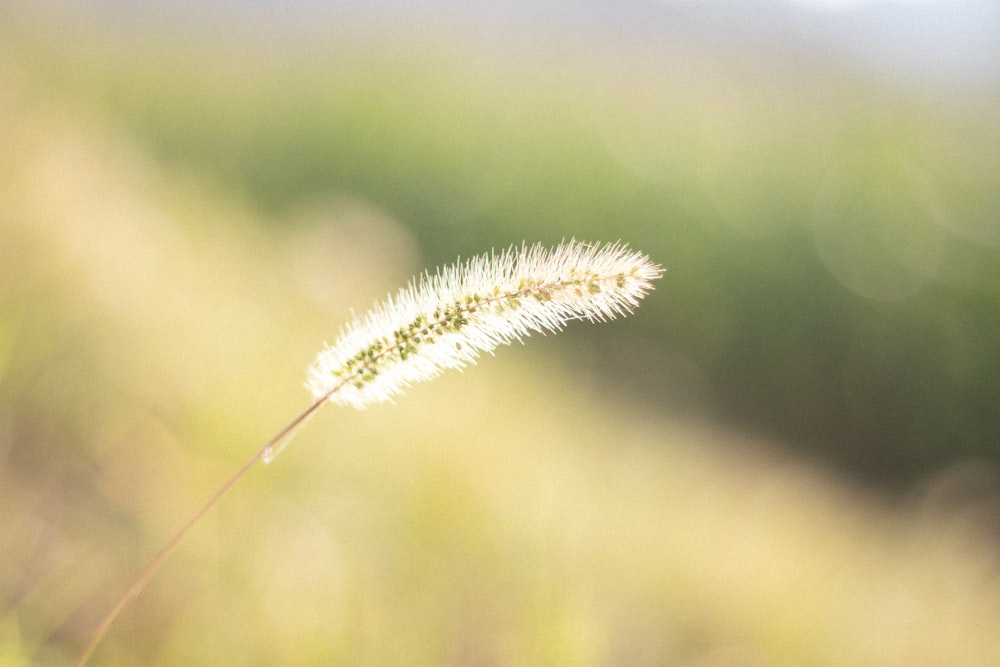 Photographie à mise au point peu profonde de fleur blanche