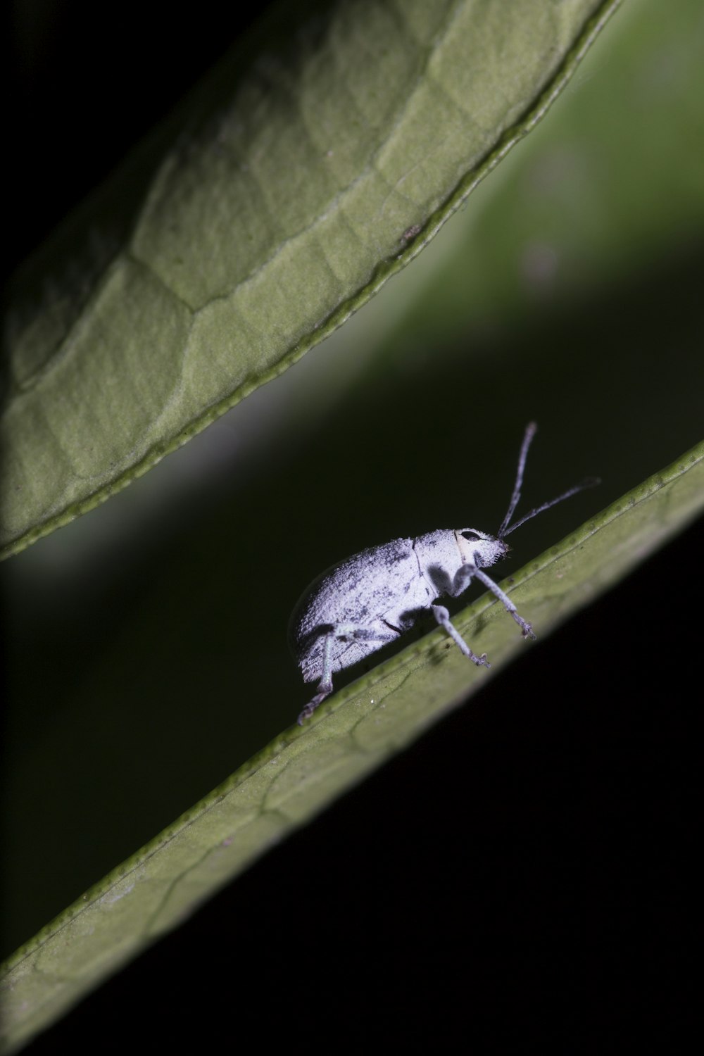 gray beetle on green leaf