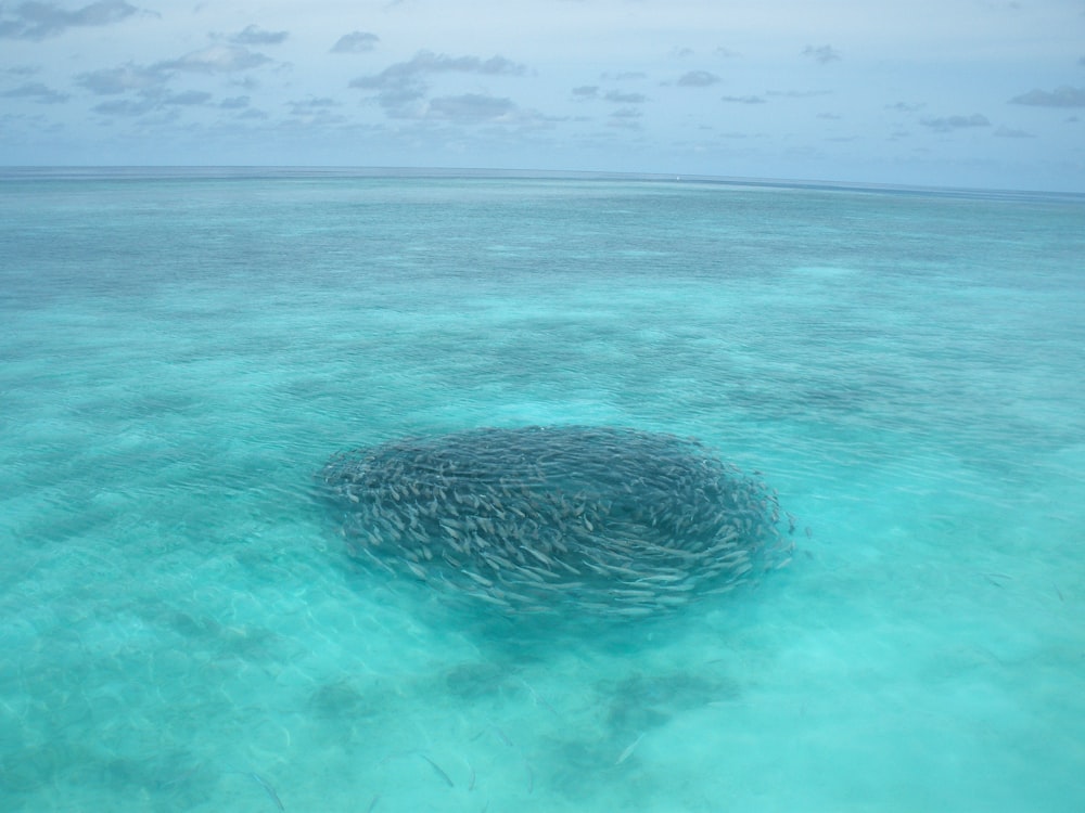 banco de peces grises en cuerpo de agua