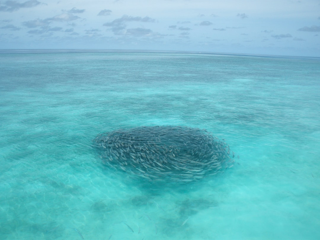 travelers stories about Underwater in Veligandu, Maldives