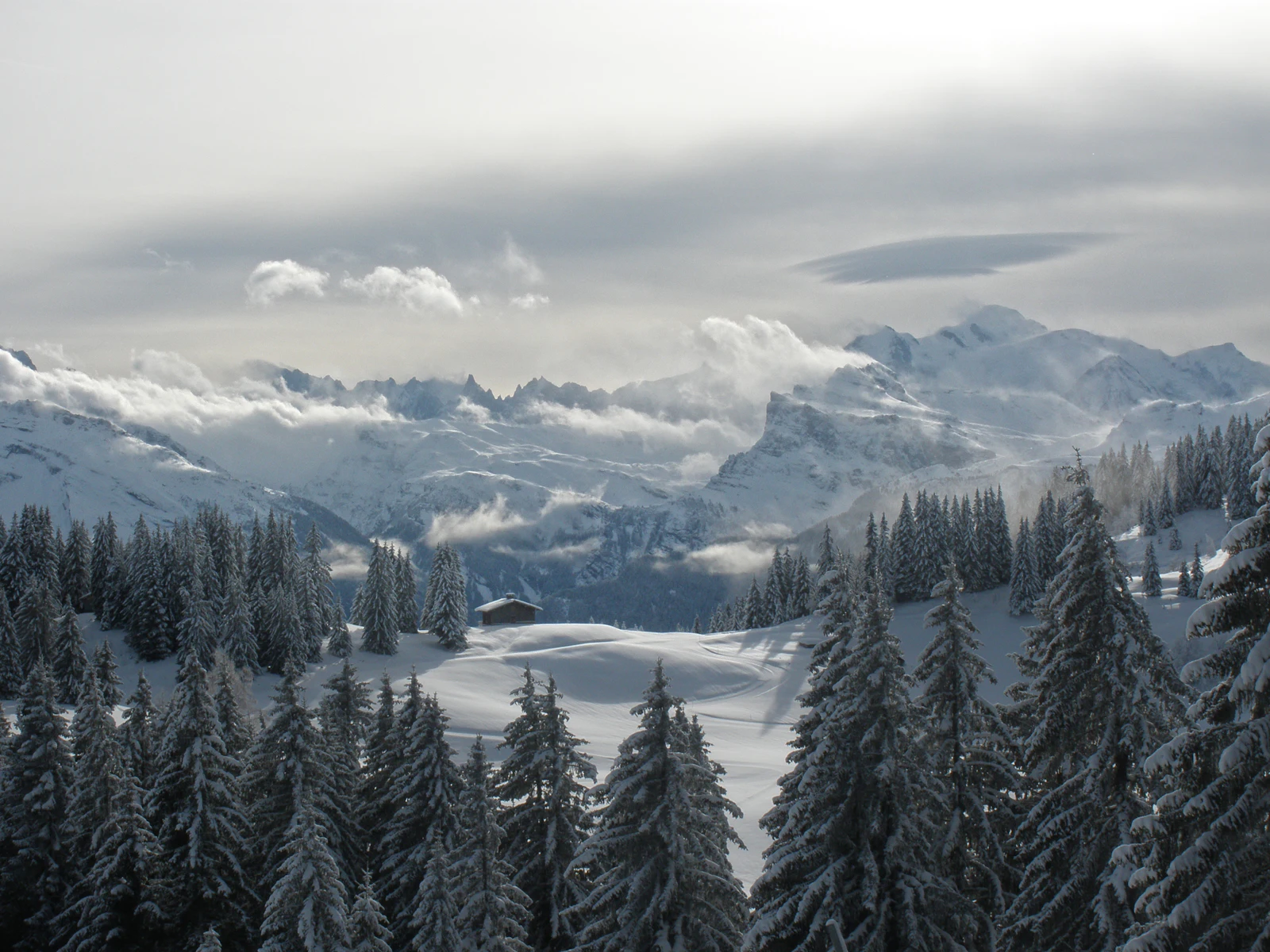 Forêt de conifères de montagne, ambiance « petit Canada » (image d'illustration)