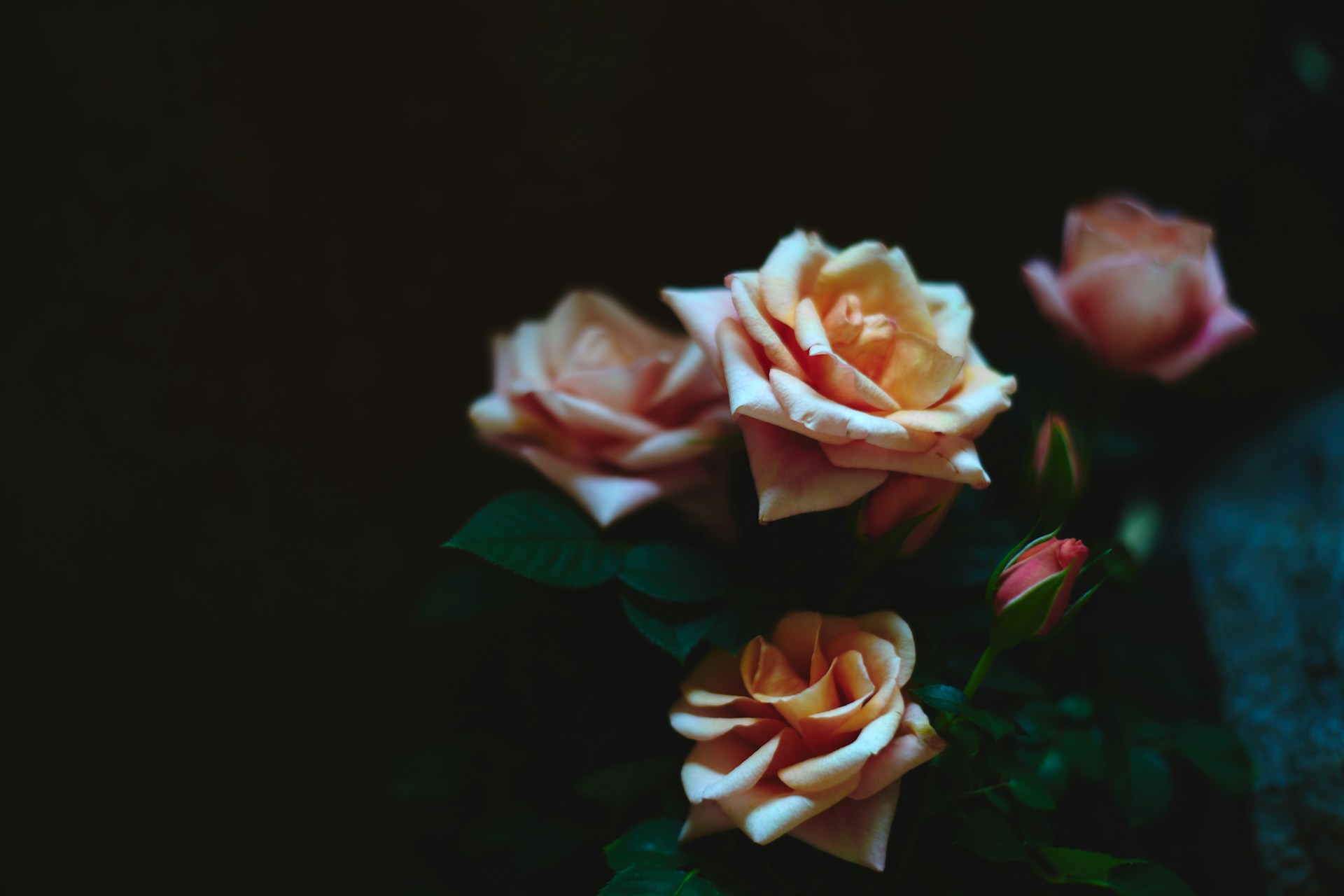 tilt photography of orange rose