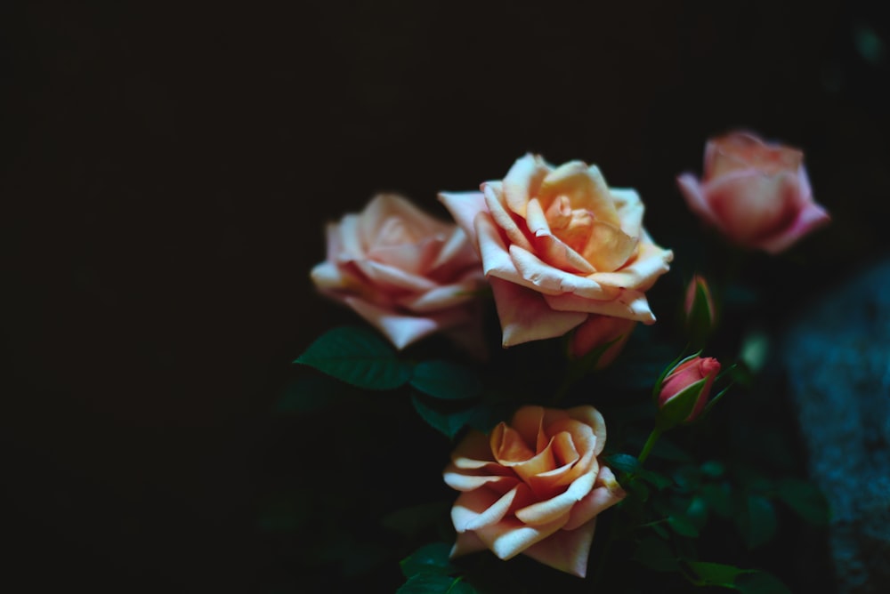 tilt photography of orange rose