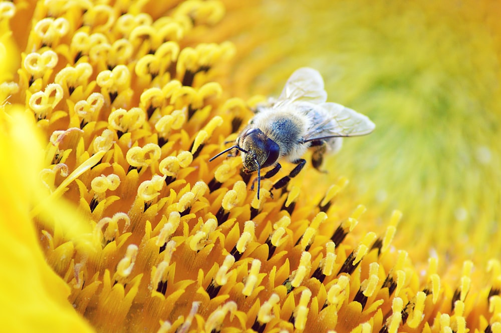 bee perched sunflower