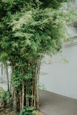 bamboo tree