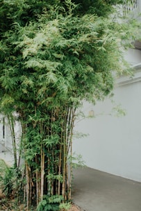 bamboo tree