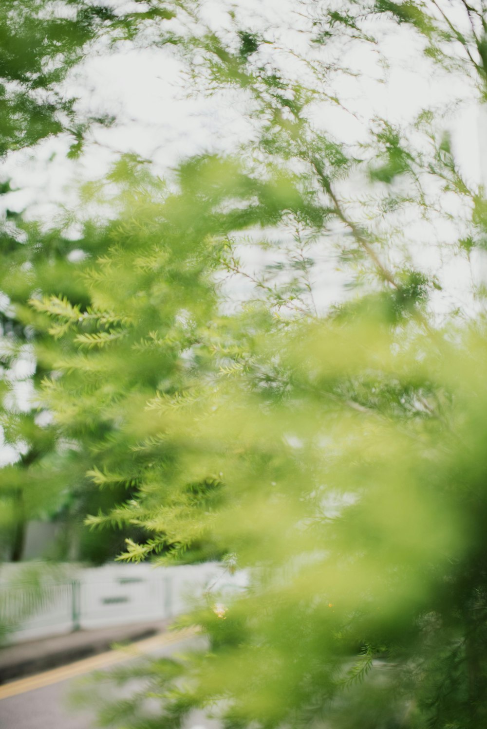 green leafed trees