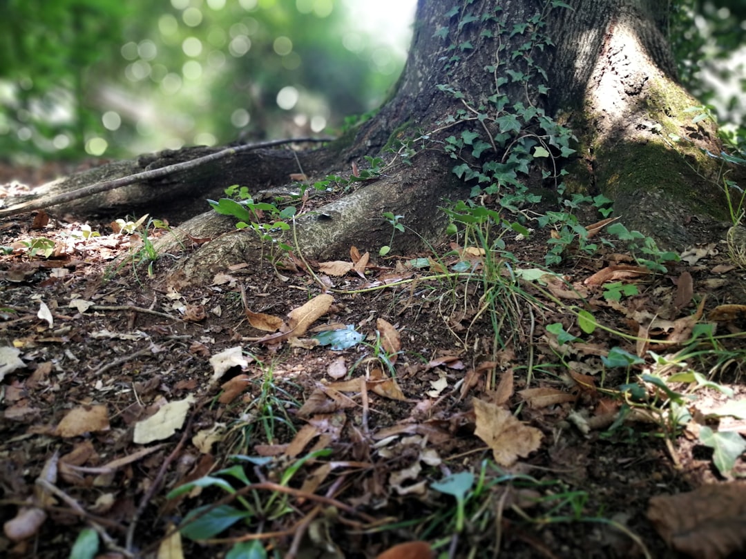 Jungle photo spot Patrica Rome