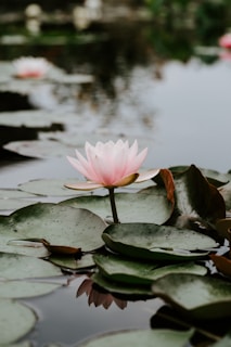 A tranquil scene of lotus flowers floating on a calm pond at dawn