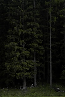 green trees on green grass lawn