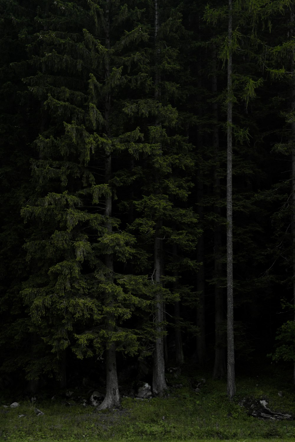 green trees on green grass lawn