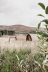 Two wooden cabins with curved roofs sit in a grassy field surrounded by wilderness. In the background, a row of evergreen trees lines the edge of a rolling, brown hill, under an overcast sky. Vegetation with green leaves is visible in the foreground, creating a sense of seclusion.