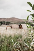 Two wooden cabins with curved roofs sit in a grassy field surrounded by wilderness. In the background, a row of evergreen trees lines the edge of a rolling, brown hill, under an overcast sky. Vegetation with green leaves is visible in the foreground, creating a sense of seclusion.