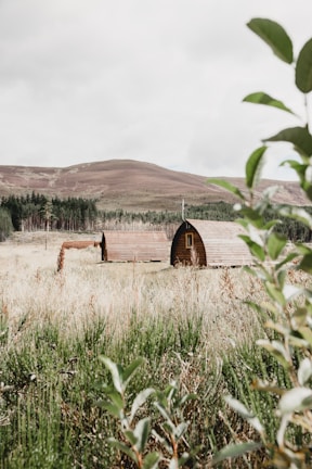 Two wooden cabins with curved roofs sit in a grassy field surrounded by wilderness. In the background, a row of evergreen trees lines the edge of a rolling, brown hill, under an overcast sky. Vegetation with green leaves is visible in the foreground, creating a sense of seclusion.