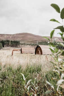 Two wooden cabins with curved roofs sit in a grassy field surrounded by wilderness. In the background, a row of evergreen trees lines the edge of a rolling, brown hill, under an overcast sky. Vegetation with green leaves is visible in the foreground, creating a sense of seclusion.