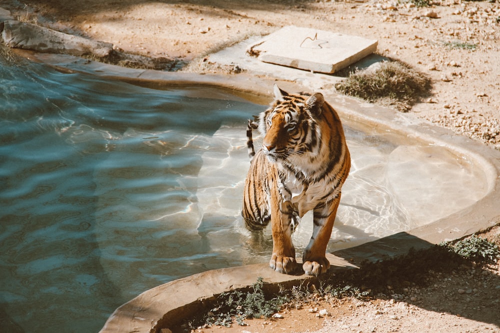 tiger walking from the pool