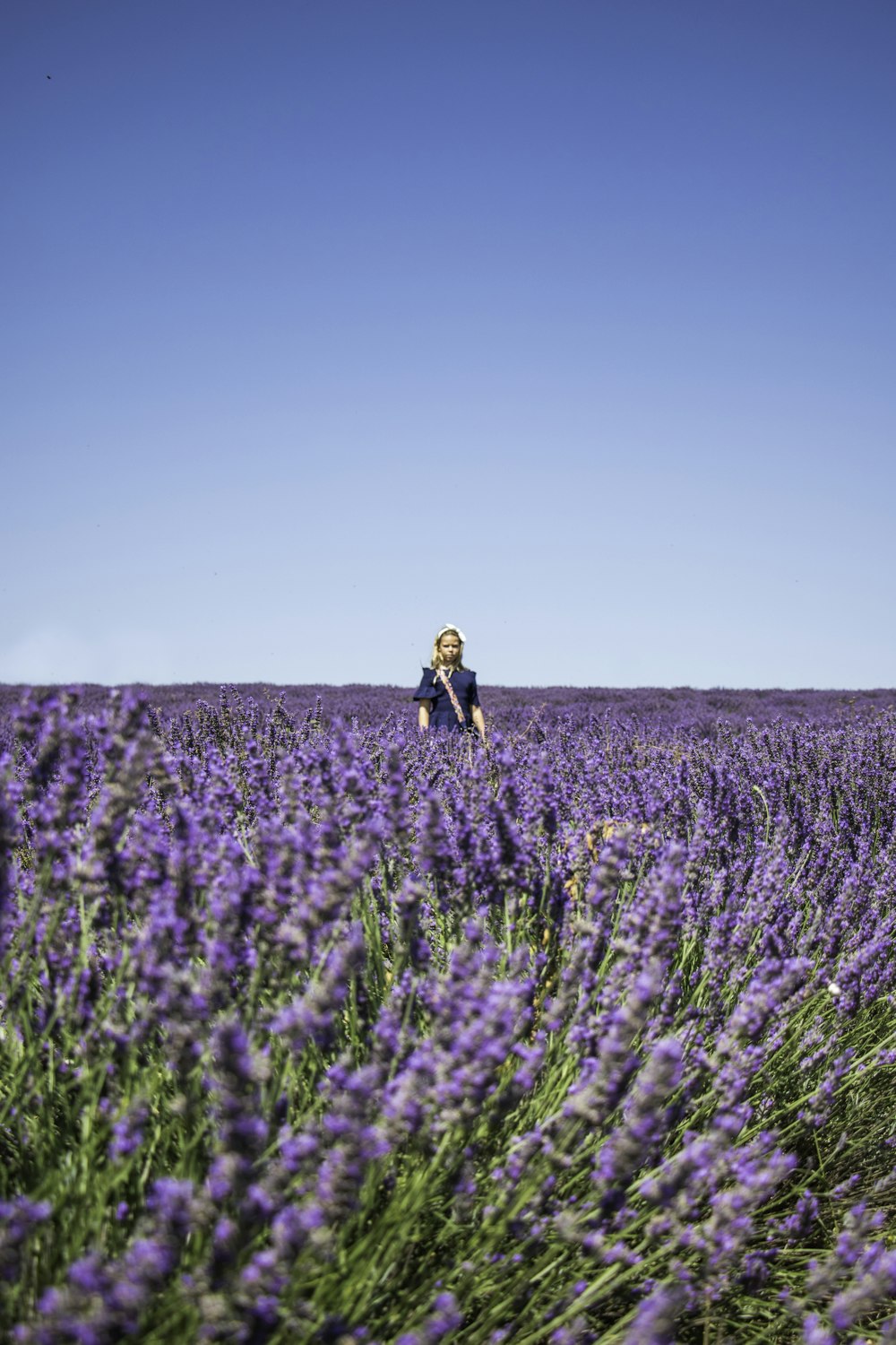 person standing in lavender field