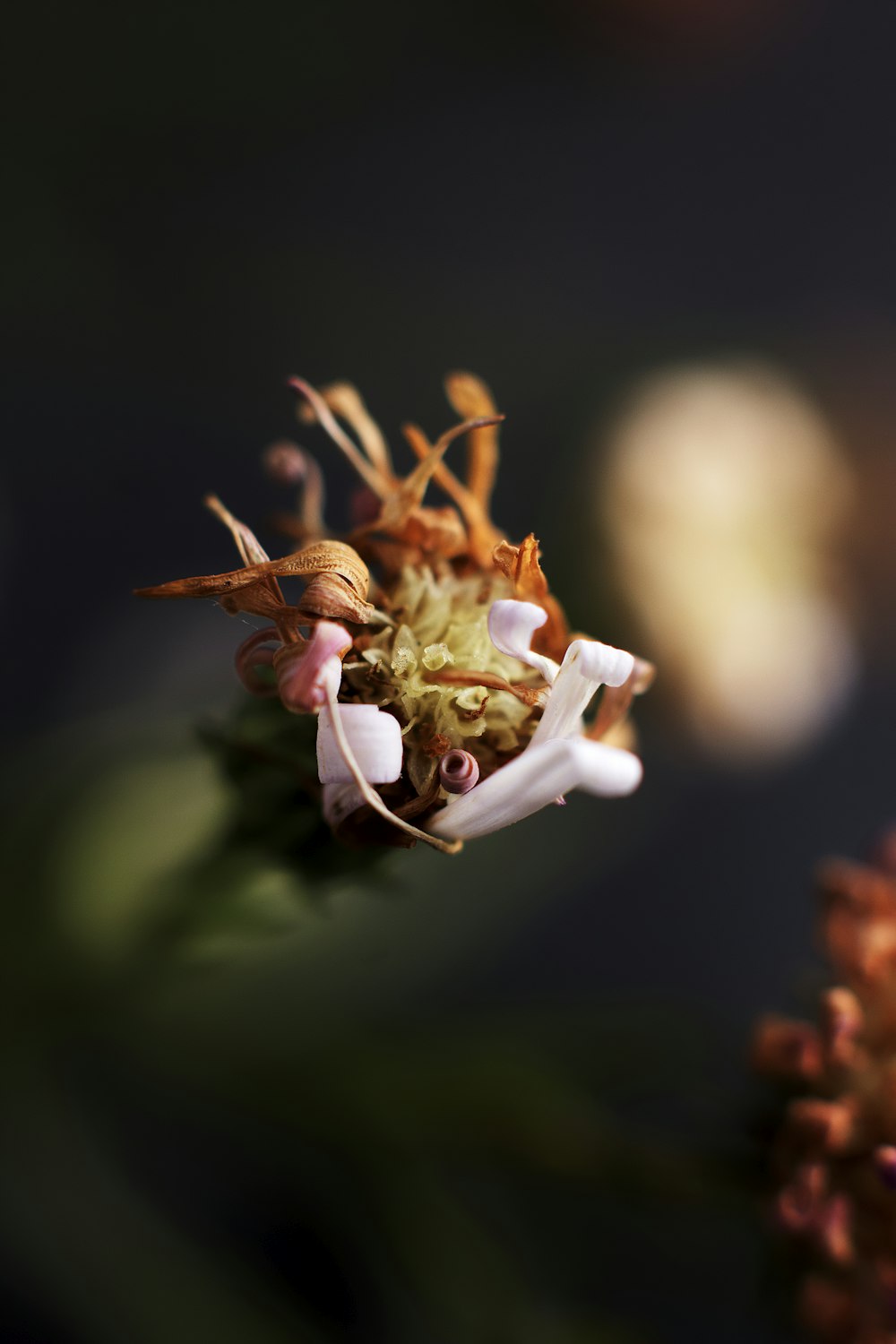 selective focus photography of orange petaled flower