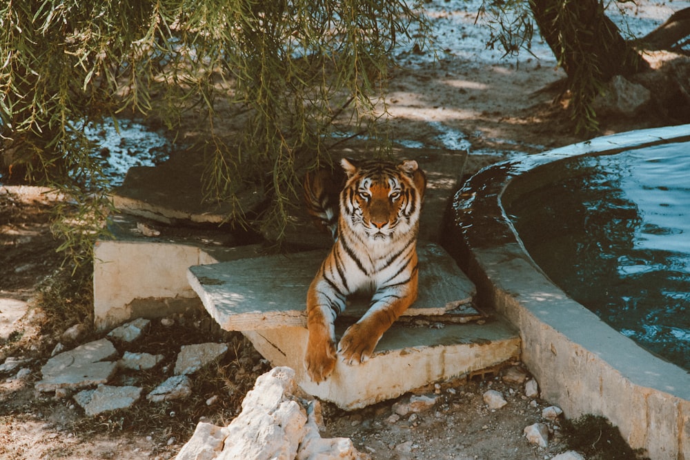 tiger reclining beside body of water