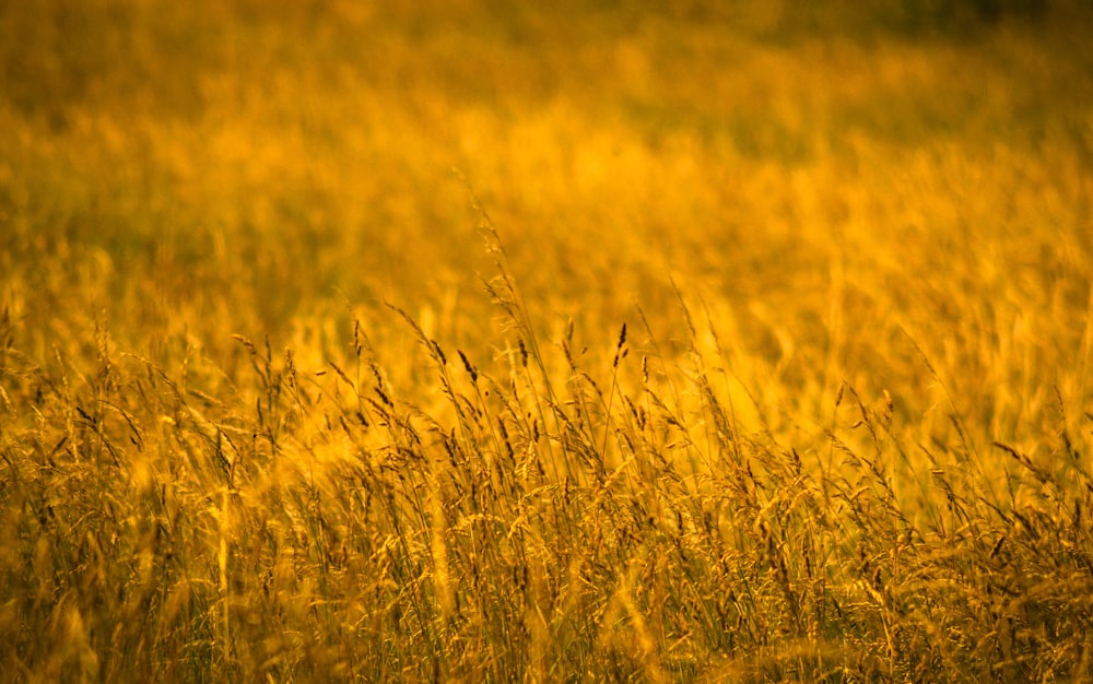 yellow and green grass field