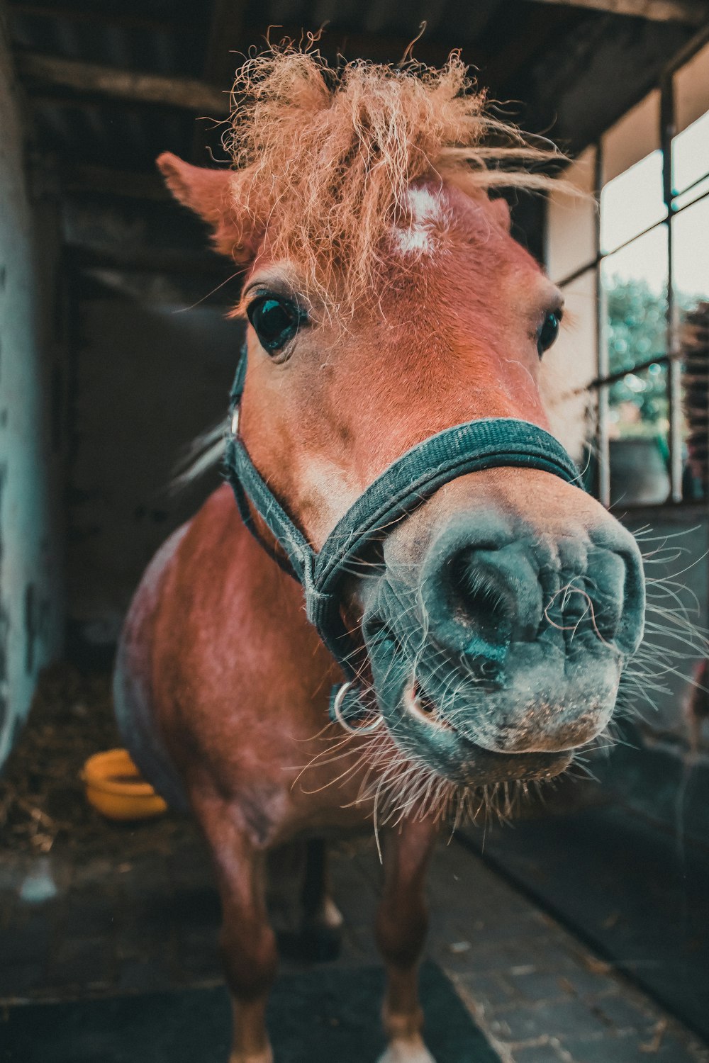 cheval brun avec harnais noir