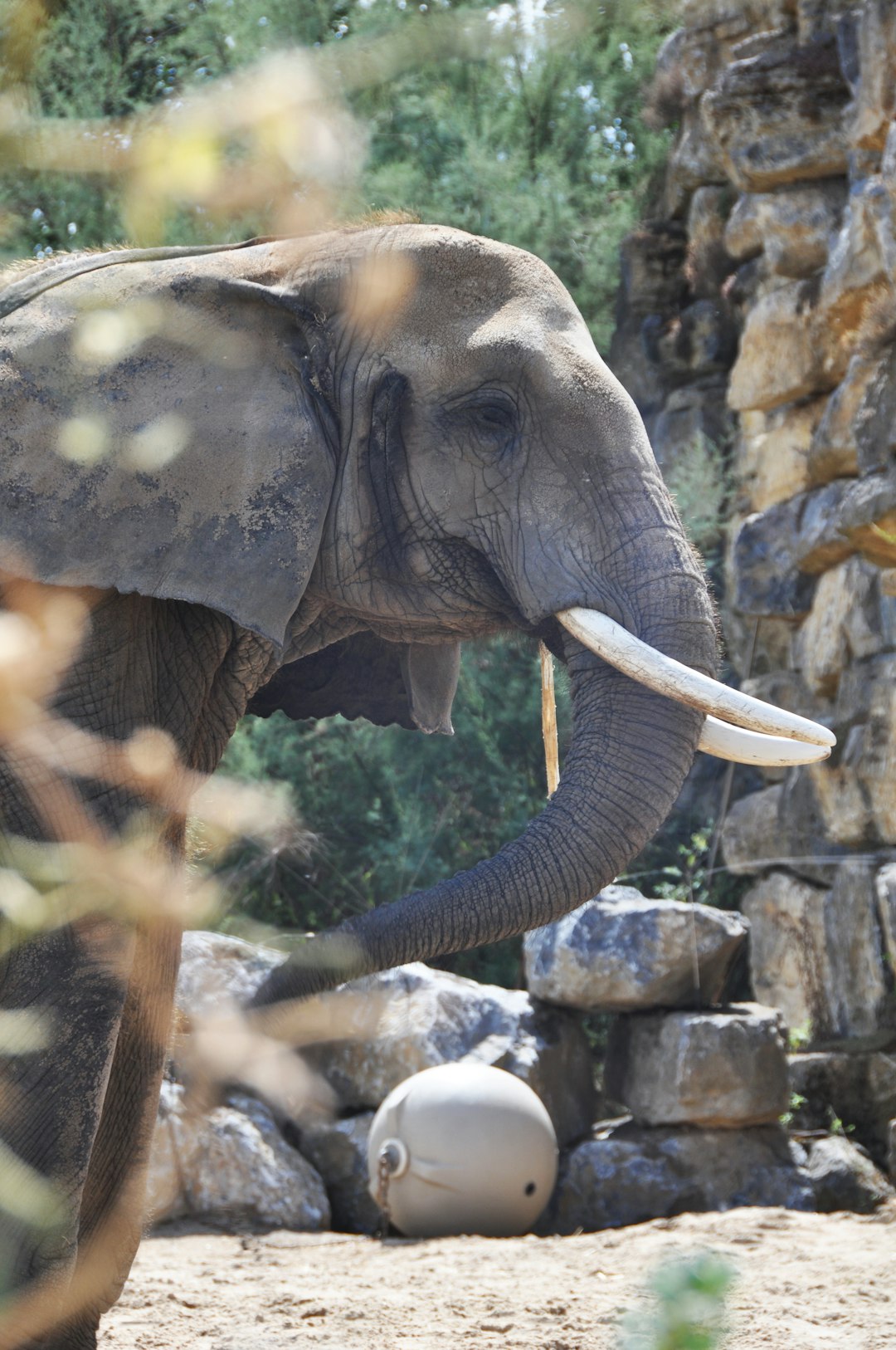 Wildlife photo spot Pairi Daiza Mons