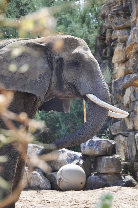 elephant near wall in Pairi Daiza Belgium