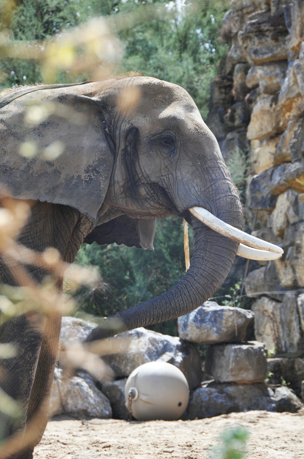 elephant near wall