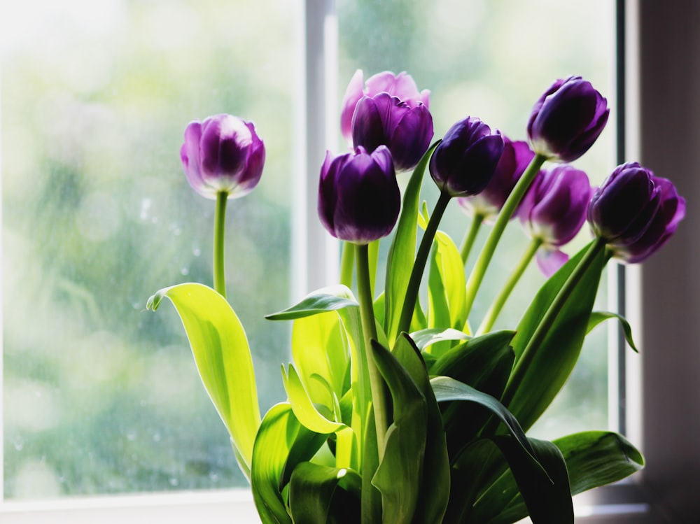 Tulipani viola accanto alla finestra