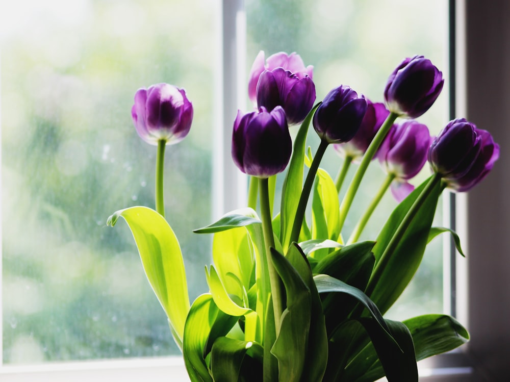 lila Tulpen neben dem Fenster