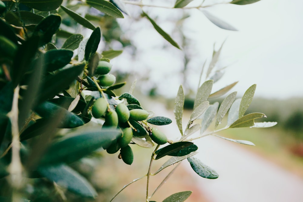 fotografia de foco seletivo de planta de folhas verdes