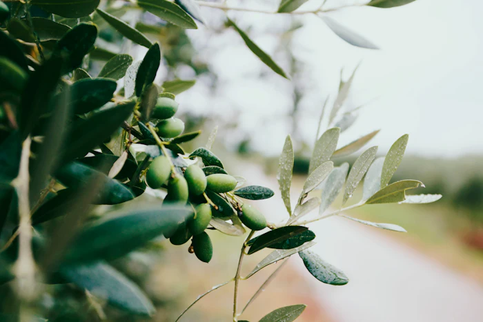 Green leaves in soft focus