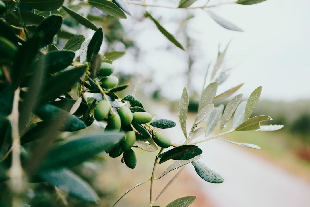 Olive tree in Croatia, Europe.

Instagram: @nazarhrbv