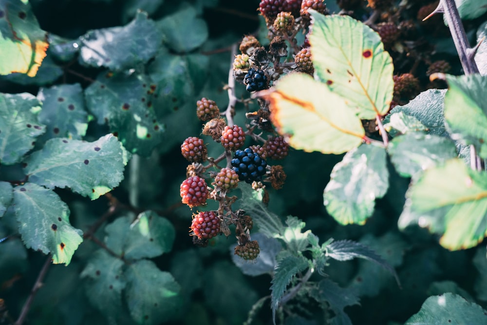 mulberry fruits