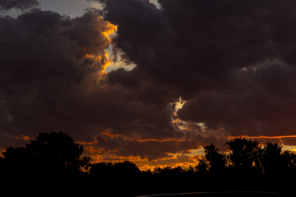 silhouette of trees during golden hour