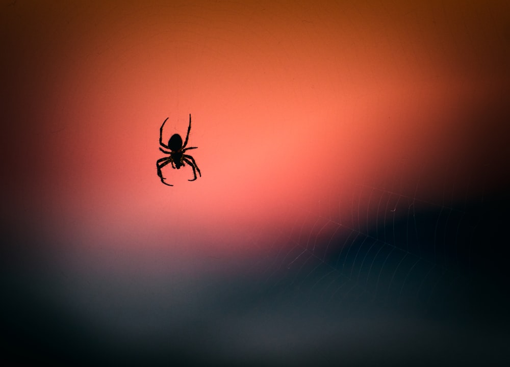 Silhouettenfotografie der Spinne