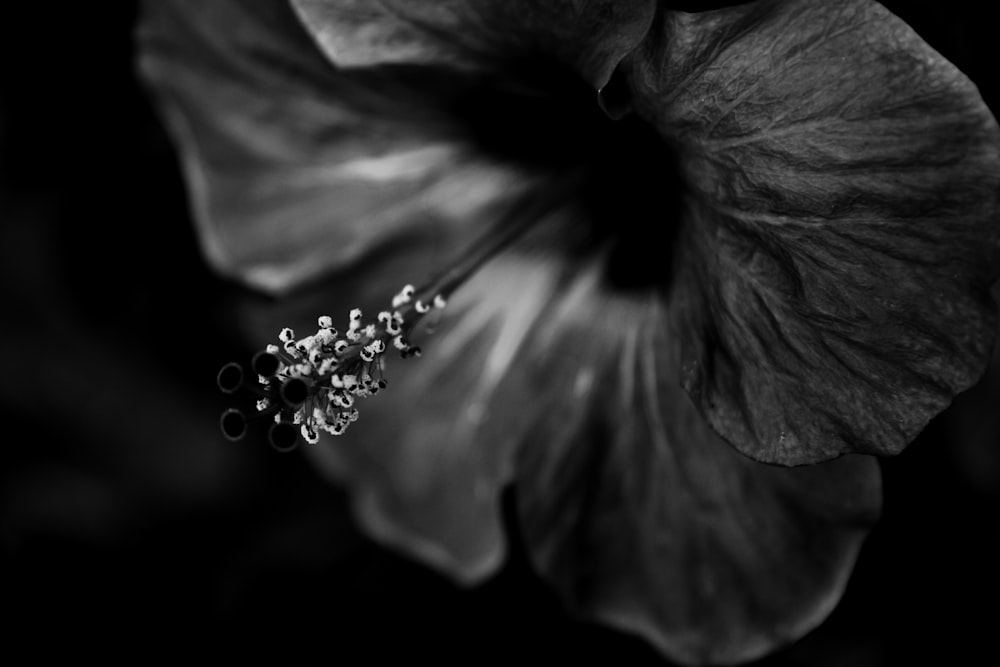 ハイビスカスの花のグレースケール写真