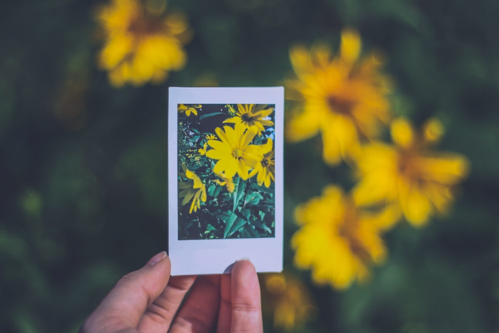 person holding photo of yellow flowers