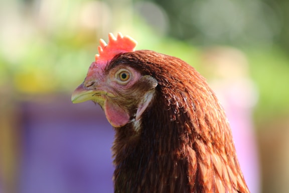A close-up image of a chicken head with vivid brown feathers, a bright red comb, and a clear eye, set against a blurred green and purple background.