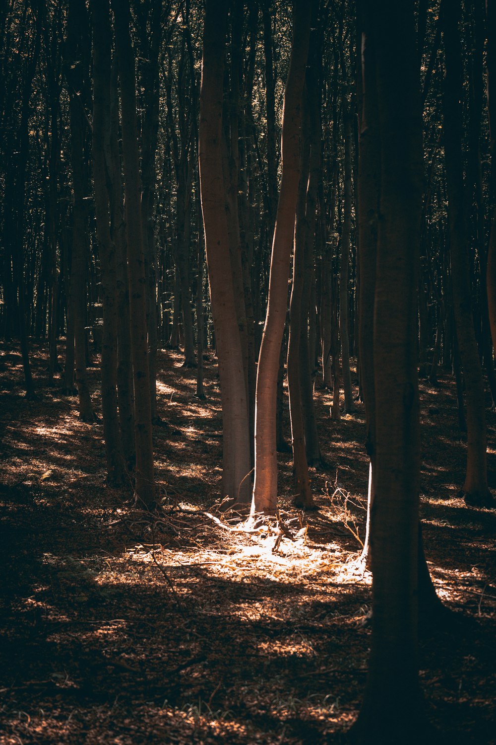 forest with sunrays