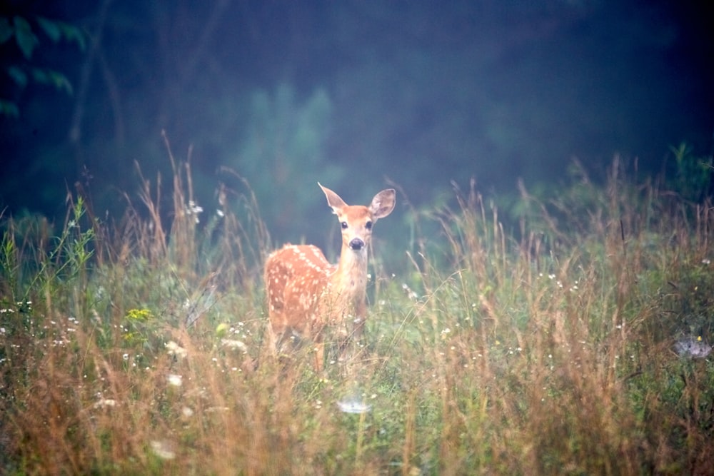 cerf brun sur l’herbe