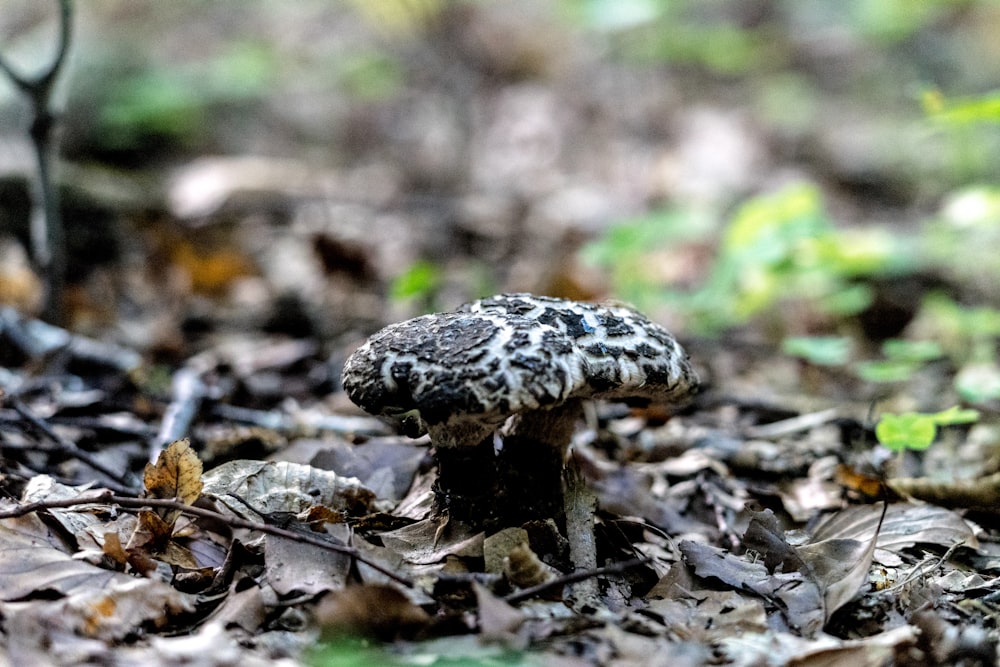 selective focus photo of black mushroom,
