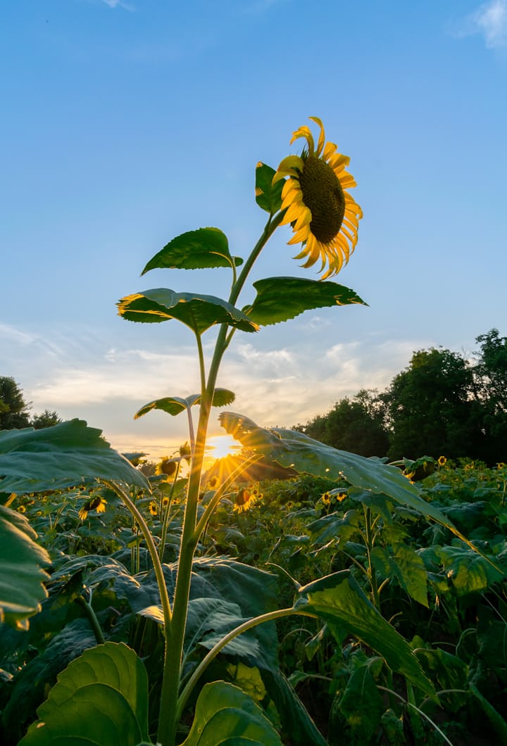 She left the wilting of the sunflowers behind