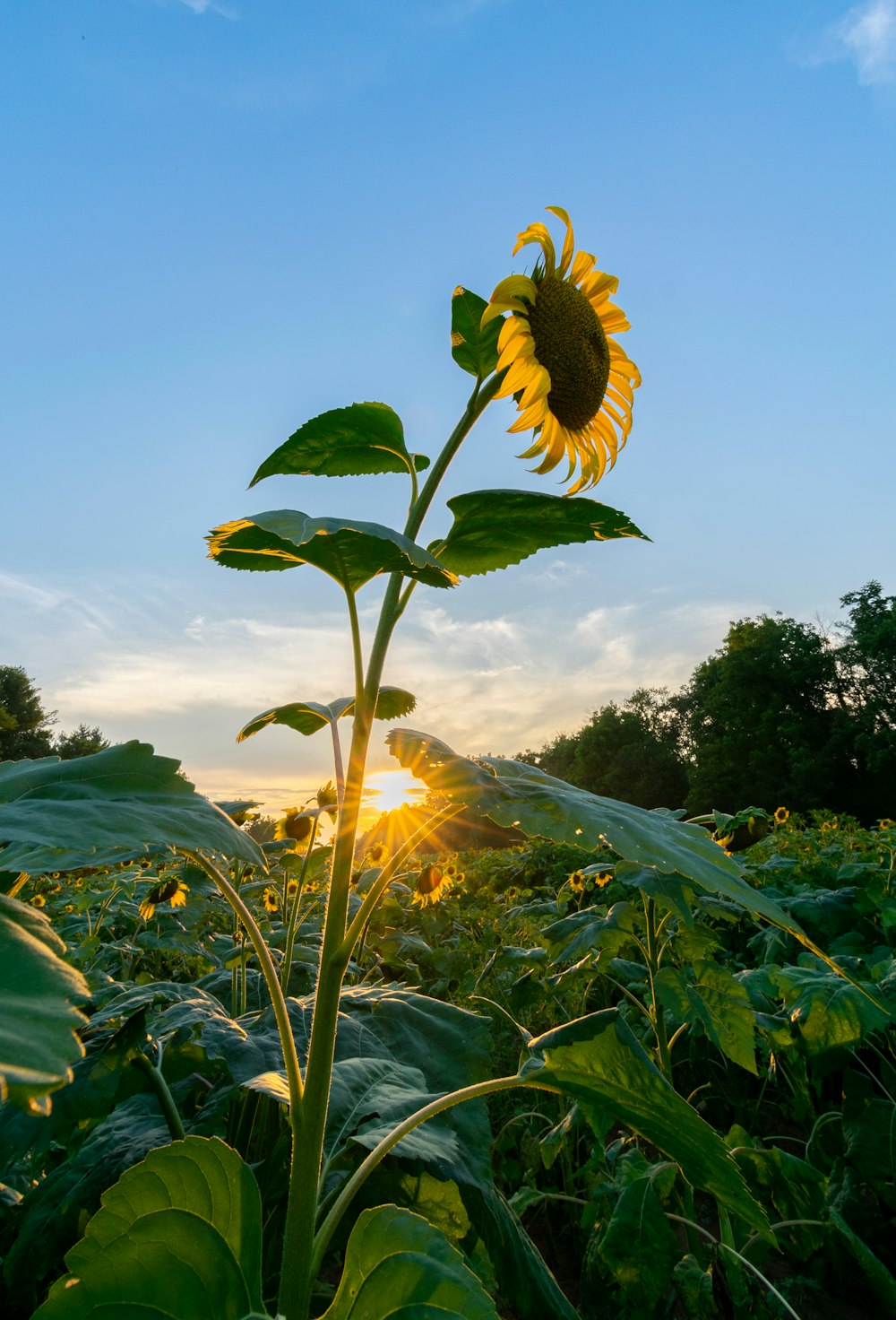 yellow sunflower