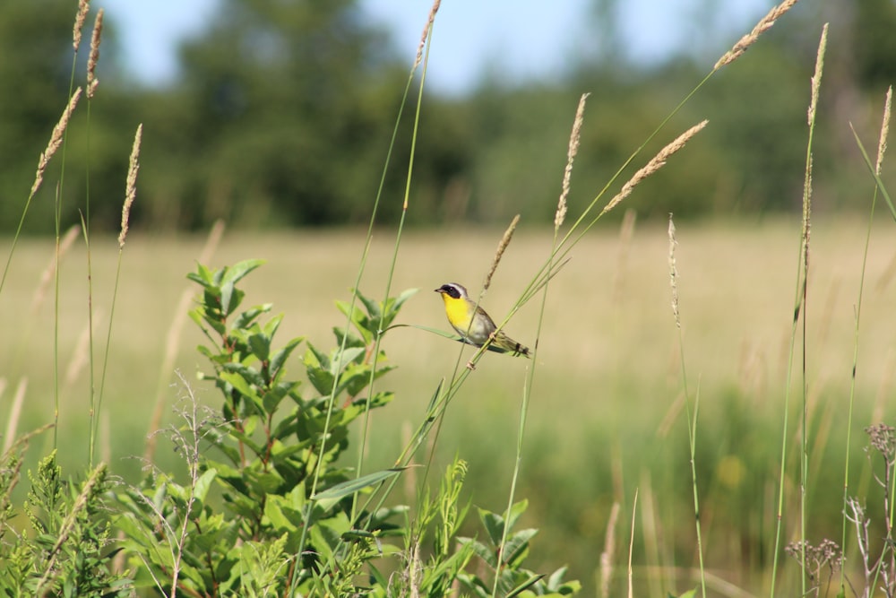 yellow bird perched on green grass