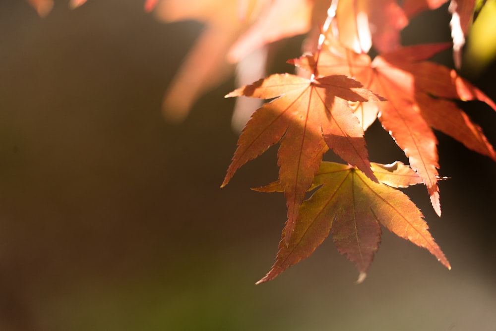 selective photo of orange maple leafed