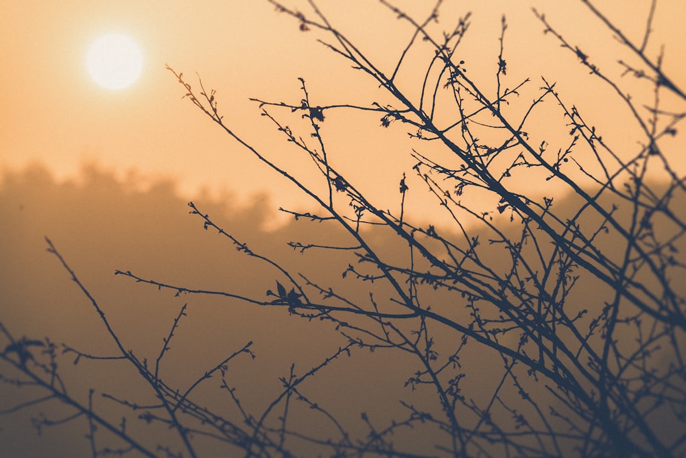 silhouette photo of bare tree